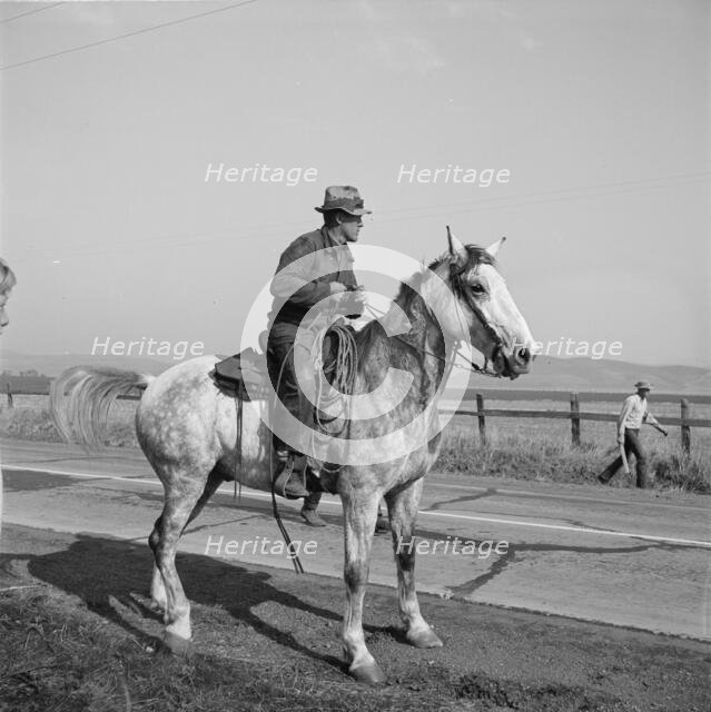 Cowboy bringing cattle in from range, Contra Costa County, 1938. Creator: Dorothea Lange.