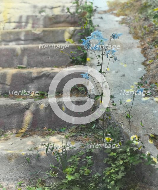 Columbine, between 1915 and 1930. Creator: Frances Benjamin Johnston.