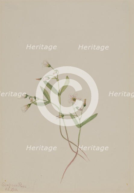 Spring Beauty (Claytonia lanceolata), 1916. Creator: Mary Vaux Walcott.