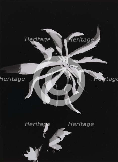 Flower photogram, 1926. Creator: Moholy-Nagy, Laszlo (1895-1946).