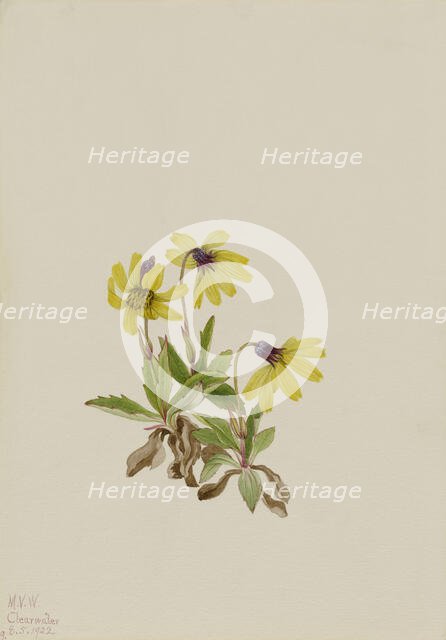 Lake Louise Arnica (Arnica louisiana), 1922. Creator: Mary Vaux Walcott.