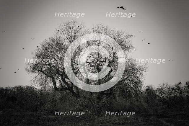 Come Join the Murder. Creator: Joshua Johnston.