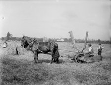 A self-raking, or sail reaper, 1900.  Creator: Henry Taunt.