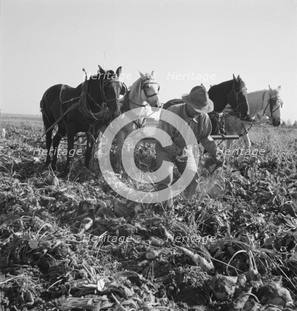 Topping sugar beets after lifter has loosened them, near Ontario, Oregon, 1939. Creator: Dorothea Lange.