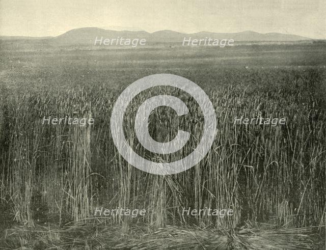 'Wheat Field, Canning Downs, Queensland', 1901. Creator: Unknown.