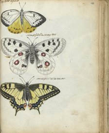 Javanese and Swedish butterflies, 1785-1806. Creator: Jan Brandes.