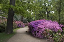 Isabella Plantation, Richmond Park, Richmond, Surrey, England, UK, 14/5/10.  Creator: Ethel Davies.