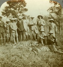 Tiger hunting, Cooch Behar, West Bengal, India, c1900s(?).Artist: Underwood & Underwood