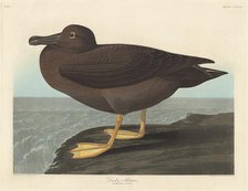 Dusky Albatros, 1838. Creator: Robert Havell.