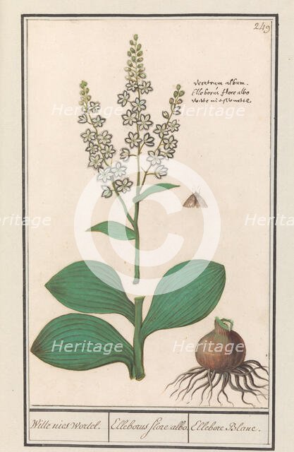 White hellebore (Veratrum album), 1596-1610. Creators: Anselmus de Boodt, Elias Verhulst.