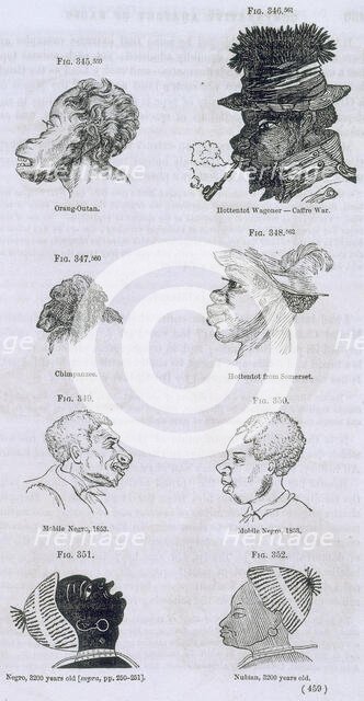 Head shapes of apes and humans, 1854. Creator: Unknown.