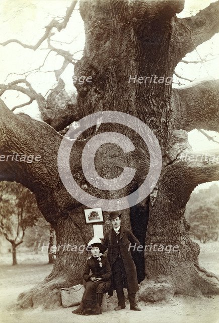 Major Oak, Edwinstowe, Sherwood Forest, Nottinghamshire, 1885. Artist: Unknown