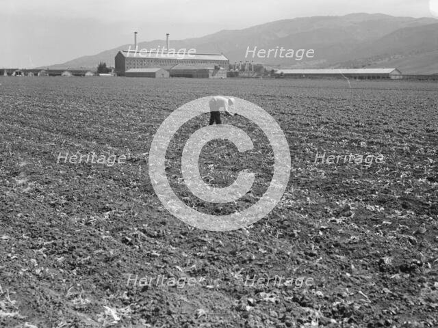 Spreckels sugar factory and sugar beet field, Monterey County, California, 1939. Creator: Dorothea Lange.