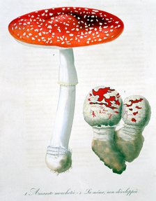 Amanita Muscaria (Fly Agaric), 1821. Artist: LFJ Hoquart