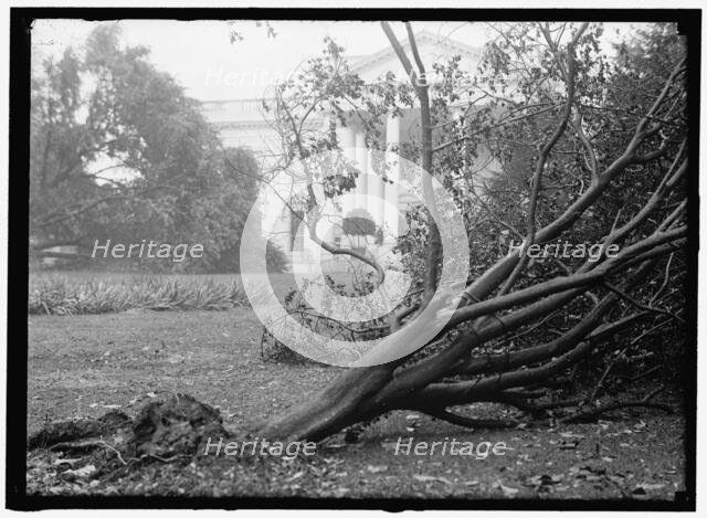 White House - storm damage, between 1913 and 1918. Creator: Harris & Ewing.