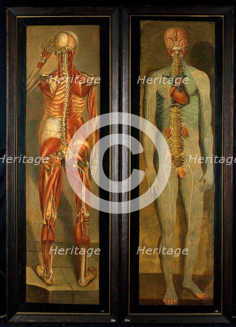 A standing dissected man showing the viscera and blood vessels, with a separate figure of the... Creator: Jacques Fabian Gautier Dagoty.
