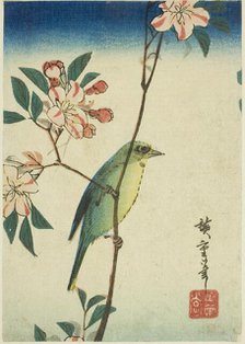 Japanese white-eye on flowering branch, 1830s-1840s. Creator: Ando Hiroshige.