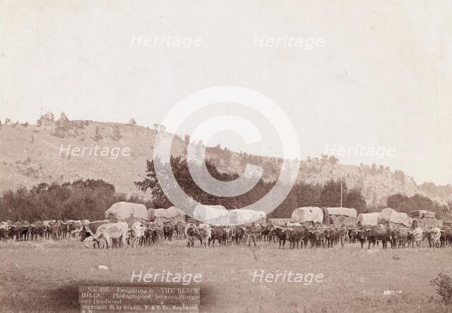 Freighting in "The Black Hills" Photographed between Sturgis and Deadwood, 1891. Creator: John C. H. Grabill.