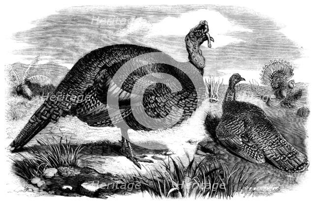 Honduras Turkeys, in the Gardens of the Zoological Society, Regent's Park, 1858. Creator: Unknown.