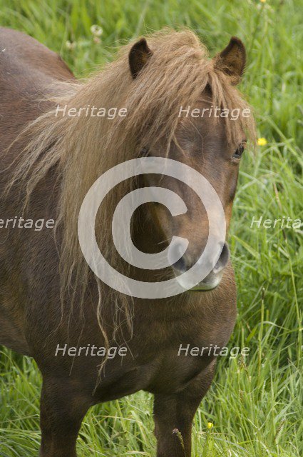 Shetland pony, Devon, c2008. Artist: Derek Kendall.