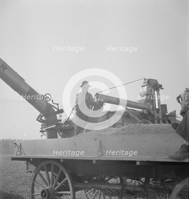 Threshing of oats, Clayton, Indiana, south of Indianapolis, 1936. Creator: Dorothea Lange.