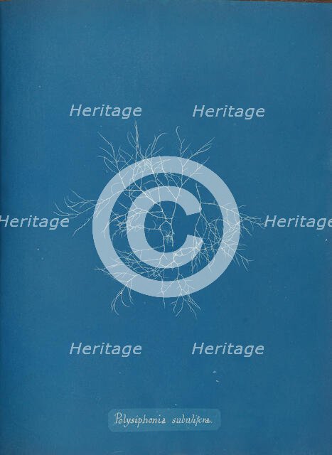 Polysiphonia subulifera, ca. 1853. Creator: Anna Atkins.