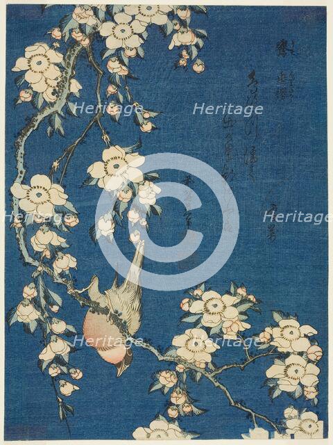 Bullfinch and Weeping Cherry (Uso, shidarezakura), from an untitled series of flowers...Japan, c1834 Creator: Hokusai.