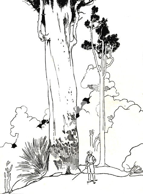 'A Kauri Tree', 1912. Artist: Charles Robinson.