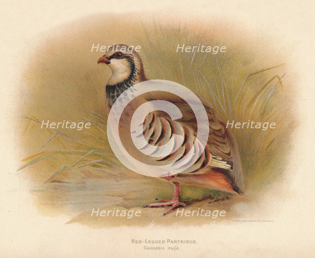 'Red-Legged Partridge (Caccabus rufa)', 1900, (1900). Artist: Charles Whymper.