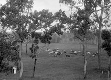 Cattle grazing, possibly Coomera region, c1880s. Creator: Robert Augustus Henry L'Estrange.