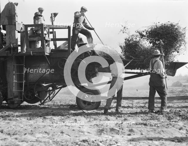Bean thresher, mechanized agriculture between Turlock and Merced, California, 1936. Creator: Dorothea Lange.