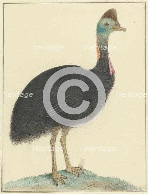 Cassowary, 1826. Creator: Isaac van Haastert.