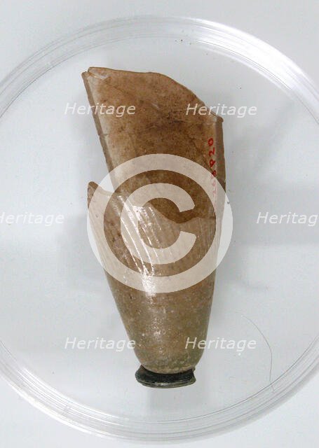 Glass Fragment, Coptic, 4th-early 5th century. Creator: Unknown.