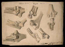 Bones of the elbow joint: eight figures, 1853/10/24. Creator: J.C. Whishaw.