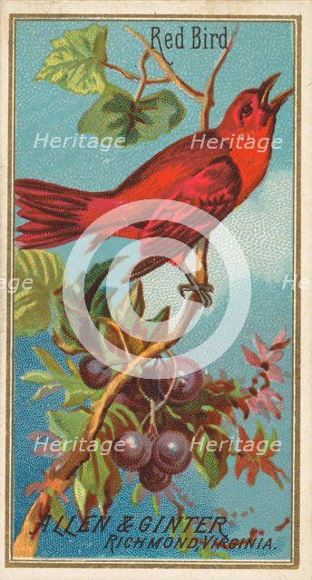 Red Bird, from the Birds of America series (N4) for Allen & Ginter Cigarettes Brands, 1888. Creator: Allen & Ginter.