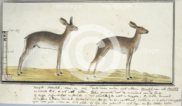 Raphicerus campestris (Steenbok), 1777-1786. Creator: Robert Jacob Gordon.