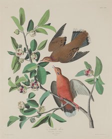 Zenaida Dove, 1833. Creator: Robert Havell.