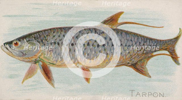 Tarpon, from the Fish from American Waters series (N8) for Allen & Ginter Cigarettes Brands, 1889. Creator: Allen & Ginter.