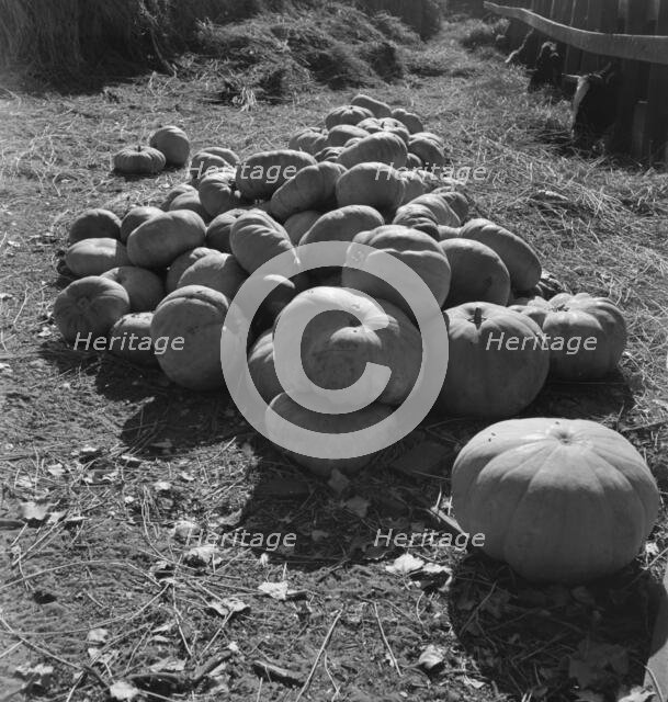 Pumpkins in barnyard to feed cows of rehabilitation client, San Joaquin County, California, 1938. Creator: Dorothea Lange.