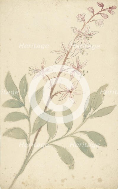 Flower study, 1677-1755. Creator: Elias van Nijmegen.