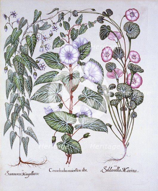 Bindweed, Dog's Bane and Sea Bindweed, from 'Hortus Eystettensis', by Basil Besler (1561-1629), pub.