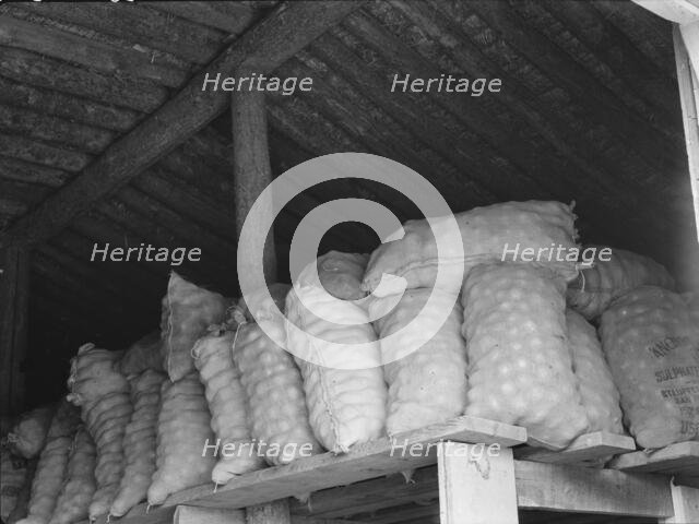 Fifty-pound bags of onions in storage shed, ready for market, Malheur County, Oregon, 1939 Creator: Dorothea Lange.