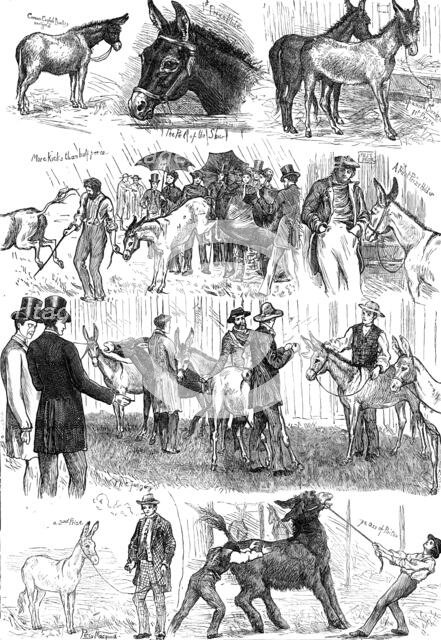 Sketches at the Mule and Donkey Show at the Crystal Palace, 1874. Creator: Unknown.
