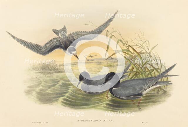 Hydrochelidon nigra. Creators: John Gould, Henry Constantine Richter.