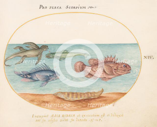 Animalia Aqvatilia et Cochiliata (Aqva): Plate XIV, c. 1575/1580. Creator: Joris Hoefnagel.