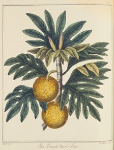 Breadfuit (Artocarpus incisus), c1798. Artist: Unknown