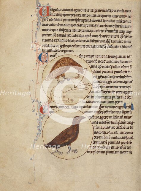 A Raven; A Crow; Northumberland Bestiary, about 1250-1260. Creator: Unknown.