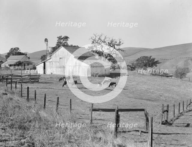 Small farm of California, Contra Costa County, 1938. Creator: Dorothea Lange.