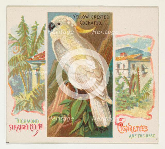 Yellow-Crested Cockatoo, from Birds of the Tropics series (N38) for Allen & Ginter Cigaret..., 1889. Creator: Allen & Ginter.
