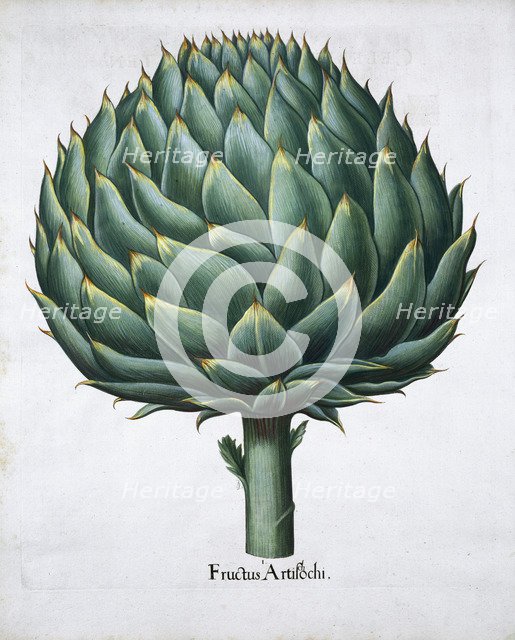 Artichoke, 1613. Artist: Unknown